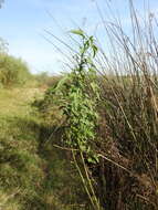 Image of striped rosemallow