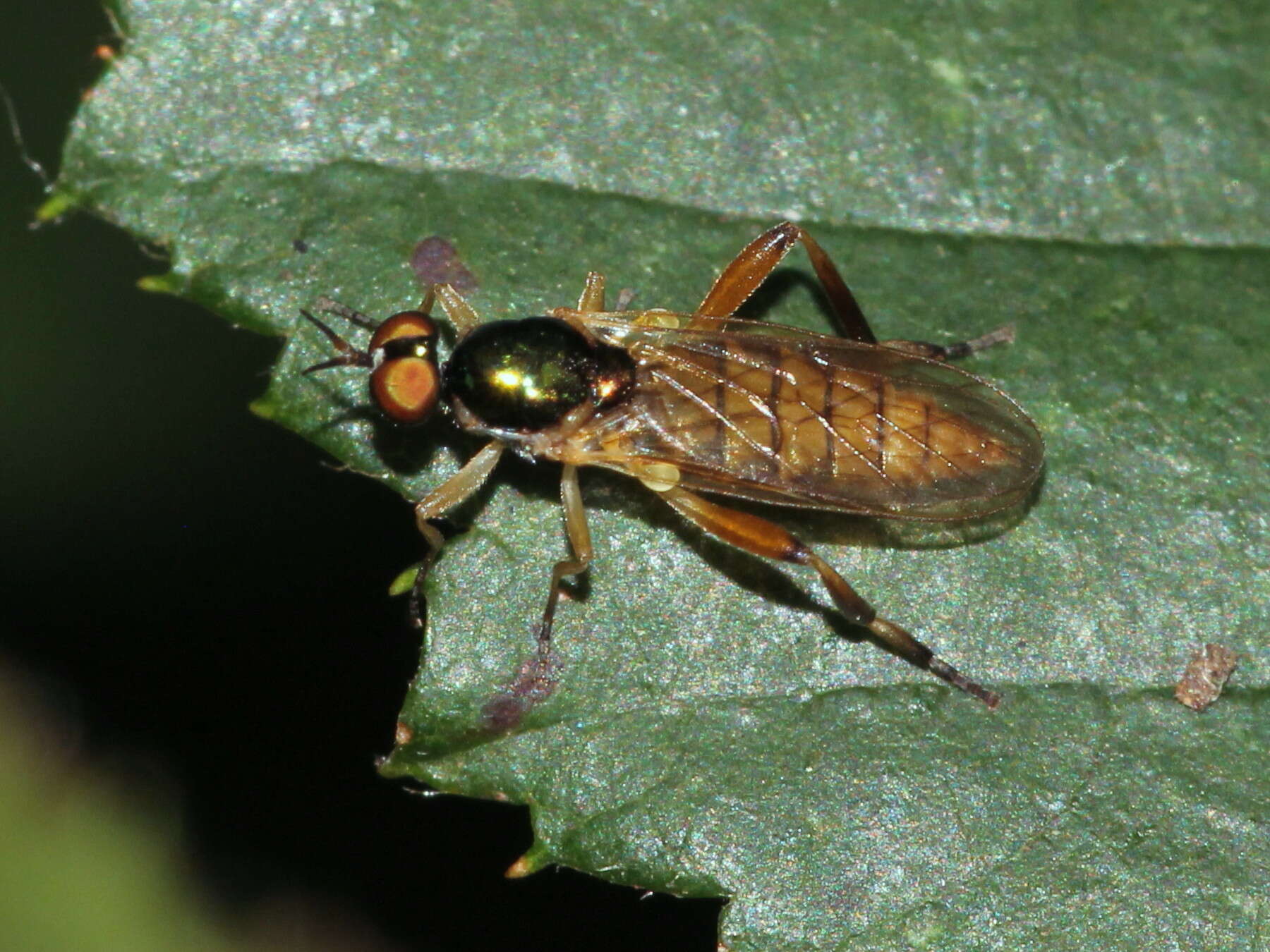 Image of Chorisops nagatomii Rozkosny 1979