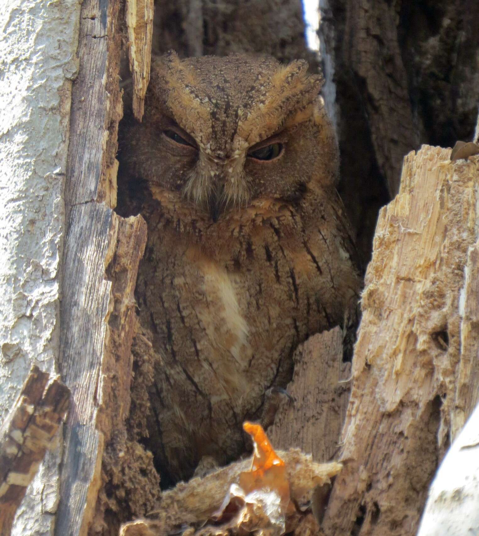 Image of Madagascar Scops-owl