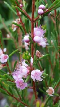 Image of Hypocalymma strictum Schau.