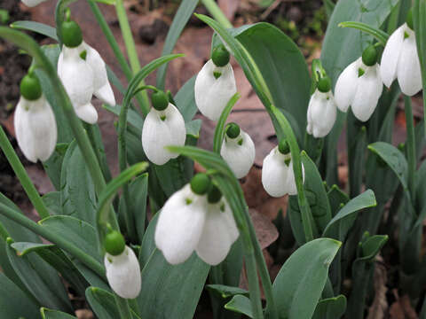 Image of giant snowdrop