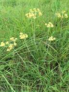 Imagem de Helichrysum miconiifolium DC.