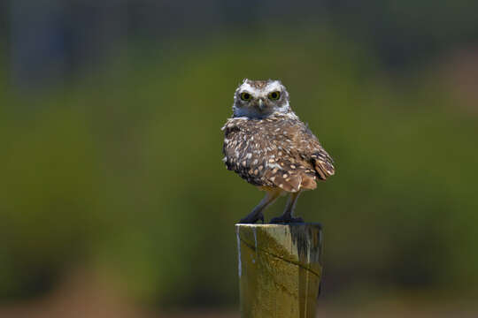 صورة Athene cunicularia cunicularia (Molina 1782)