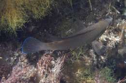 Image of Brown Wrasse