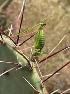 Image of Common Short-winged Katydid