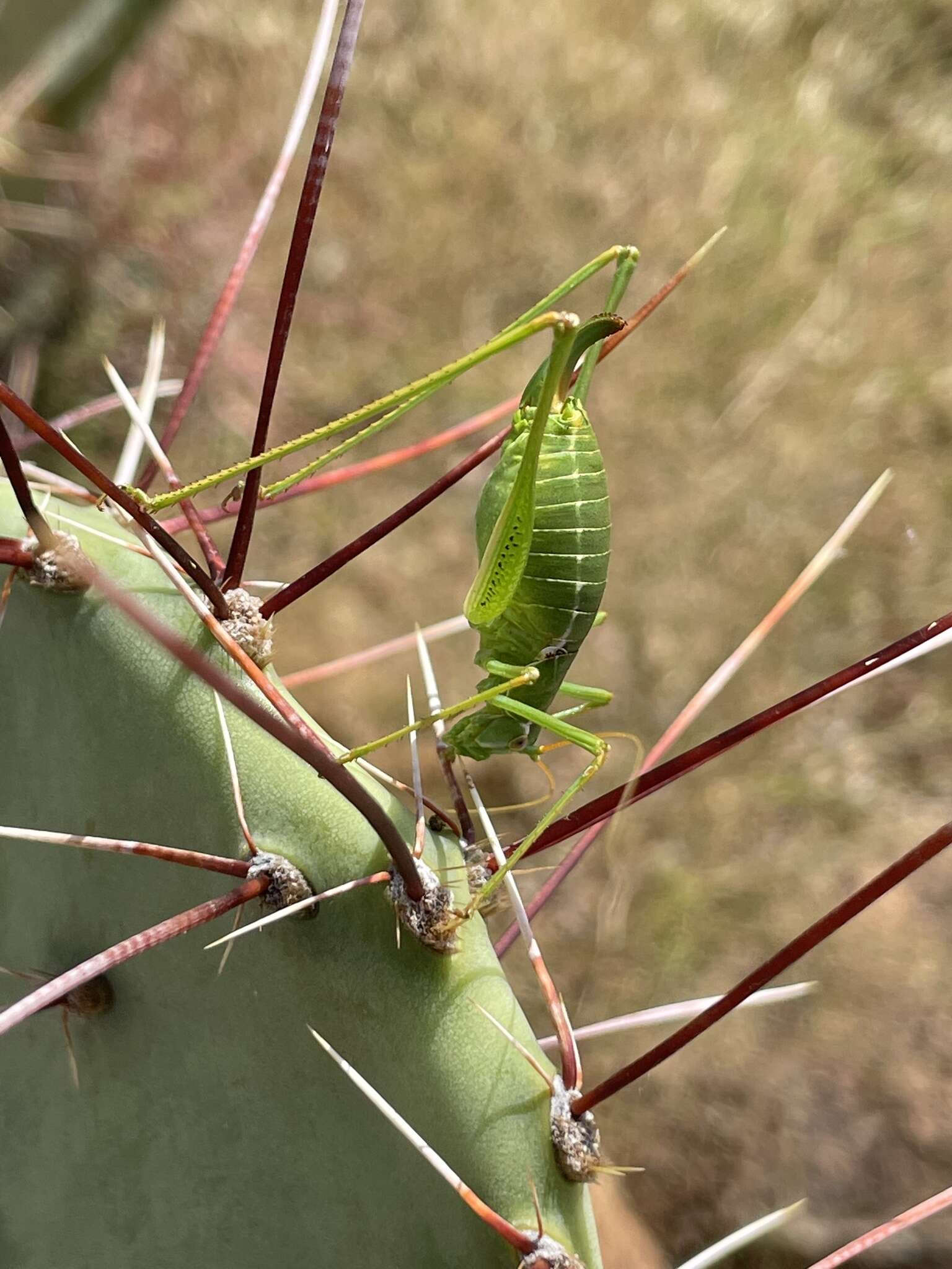 Obolopteryx brevihastata (Morse 1902)的圖片