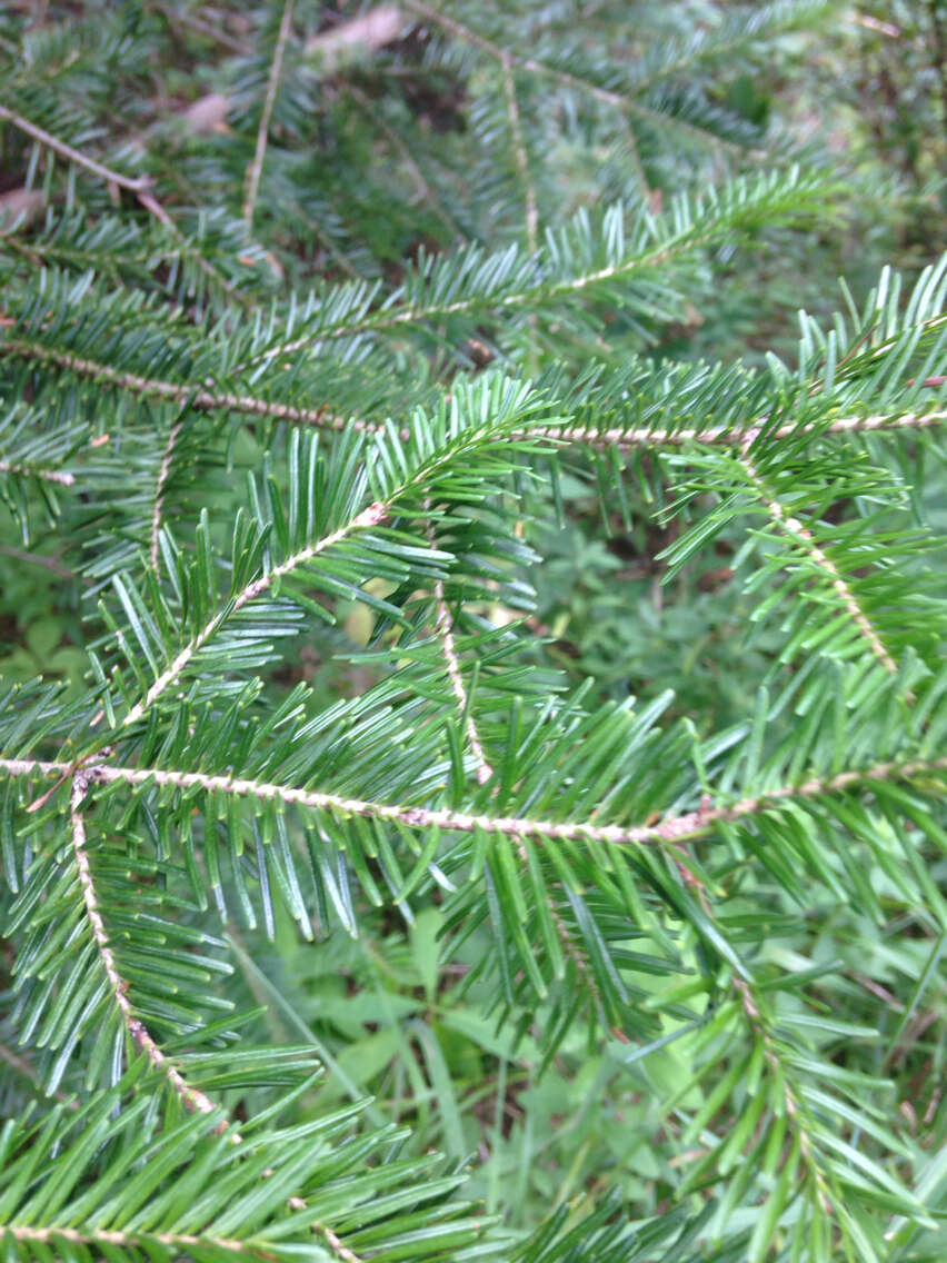 Imagem de Abies balsamea (L.) Mill.