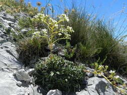 Sivun Saxifraga callosa Sm. kuva