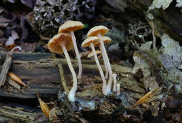 Image of Tubaria conspersa (Pers.) Fayod 1889