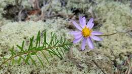 Image of Ionactis linariifolia (L.) Greene