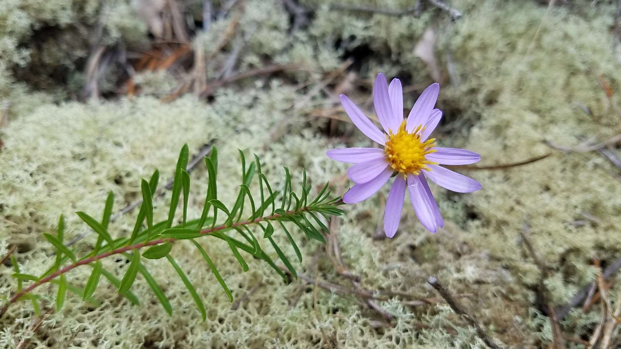 Image of Ionactis linariifolia (L.) Greene