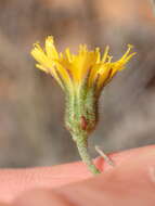 Image of southern hawkweed