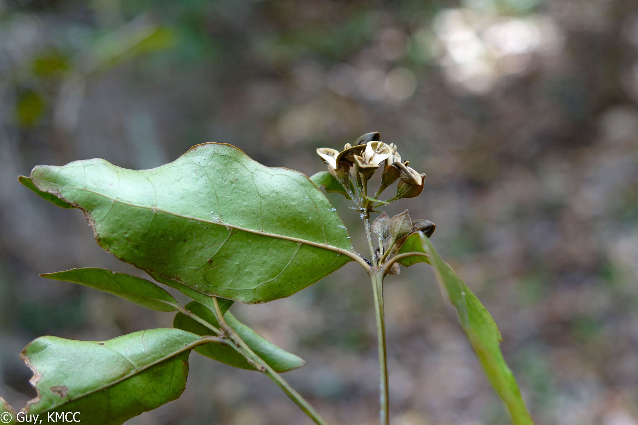 Image of Zygoruellia richardii Baill.