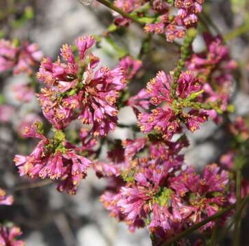 Image of Erica gnaphaloides Thunb.