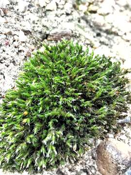 Image of schistidium moss