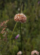 Image of Tawny Cotton-Grass