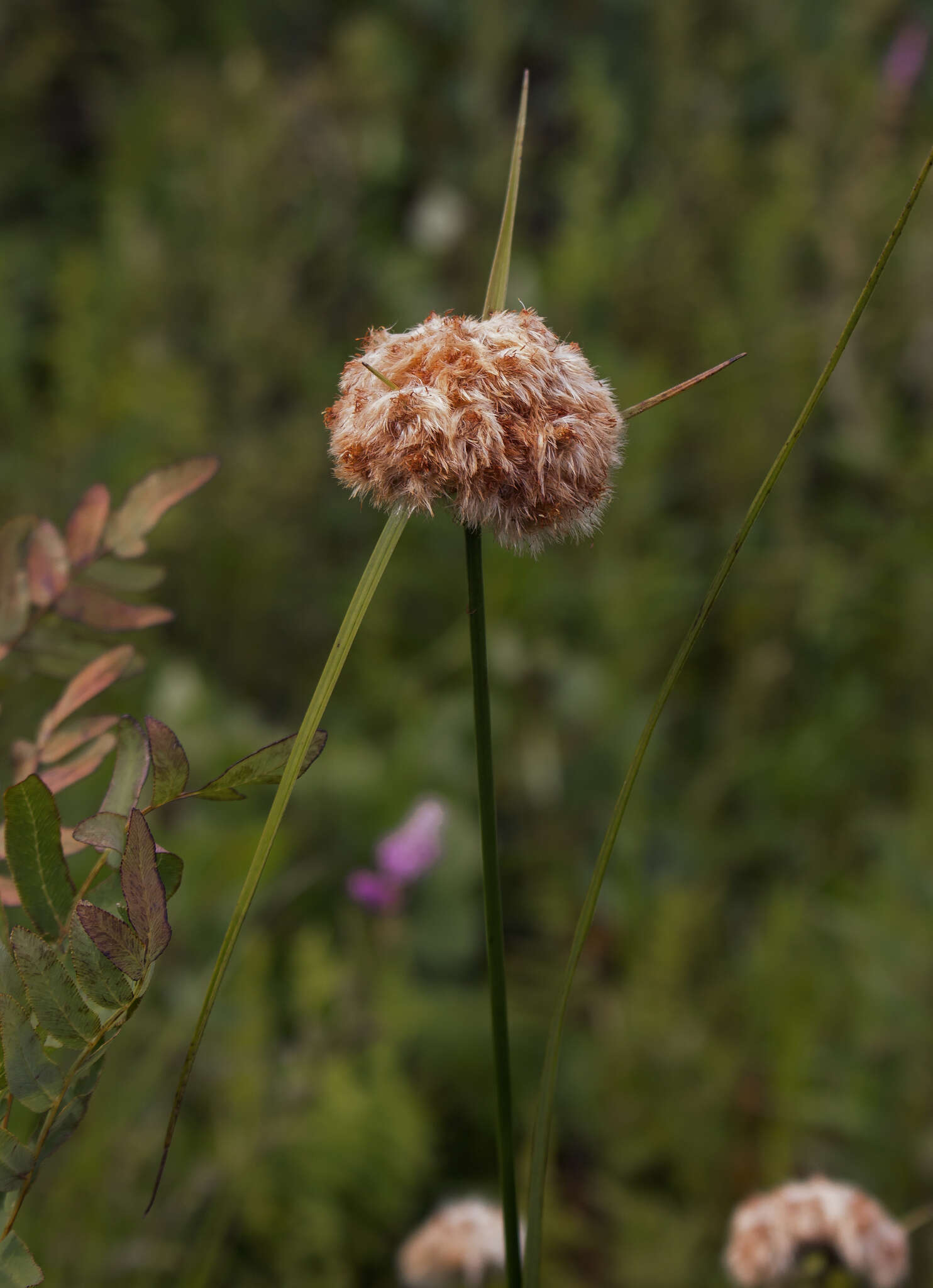 Image of Tawny Cotton-Grass