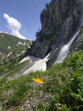 Image of Pulsatilla aurea (N. Busch) Juzepczuk