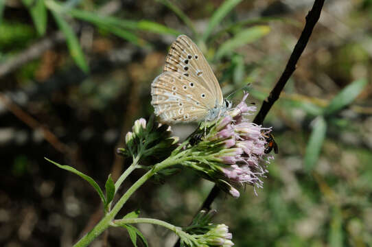 Image of Polyommatus daphnis