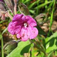 Image of Pulmonaria hirta