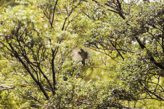 Image of Grey Gerygone