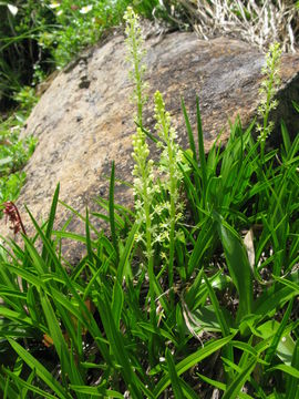 Image of <i>Japonolirion osense</i> Nakai