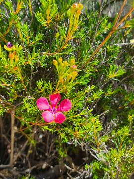 Слика од Pileanthus filifolius Meissn.