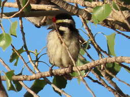 Tricholaema leucomelas leucomelas (Boddaert 1783) resmi