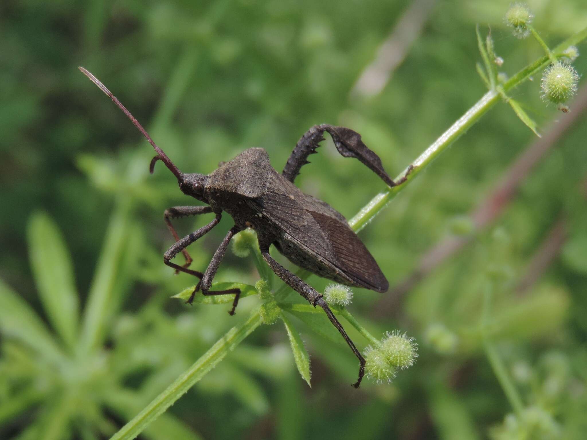 Image of Florida leaf-footed bug