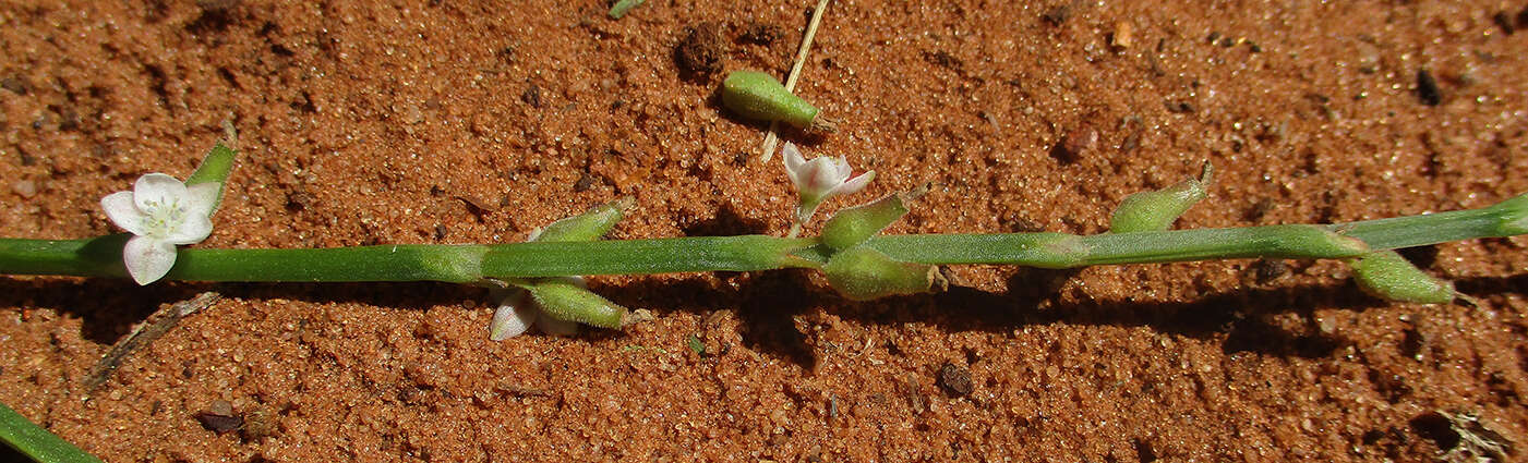 Image of Oxygonum alatum Burch.