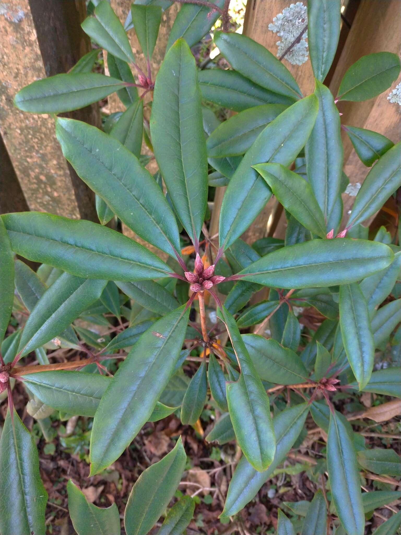 Image of Rhododendron latoucheae Franch.