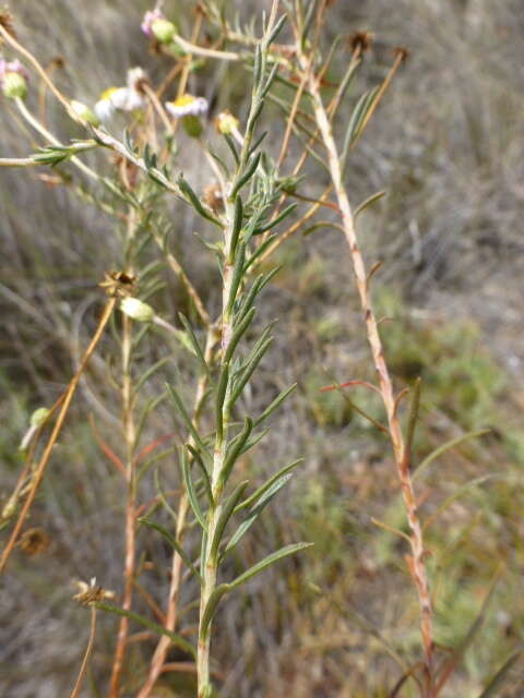 Image of Felicia hyssopifolia (Berg.) Nees