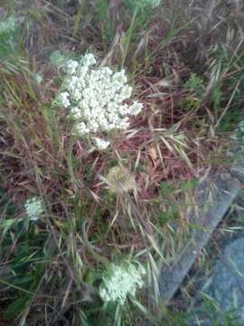 Imagem de Daucus carota subsp. sativus (Hoffm.) Schübl. & Martens