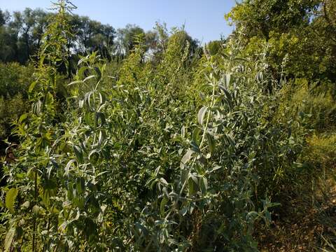 Imagem de Mentha longifolia var. asiatica (Boriss.) Rech. fil.