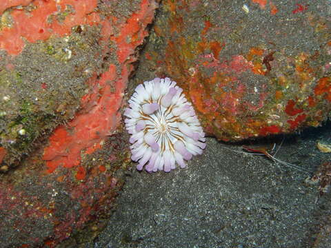 Image of blunt-tentacled anemone