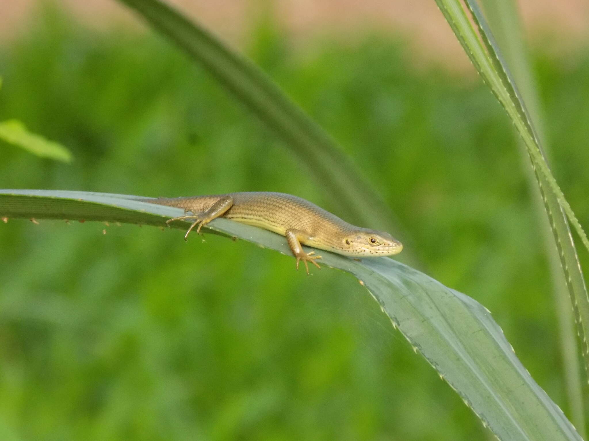 Image de Trachylepis boulengeri (Sternfeld 1911)