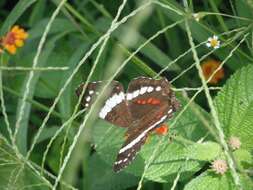 Image of Banded Peacock