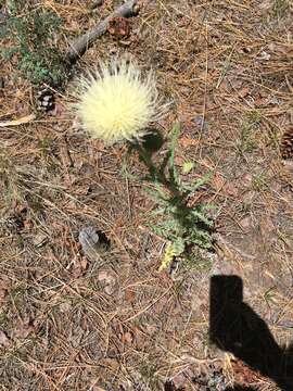 Image of prairie thistle