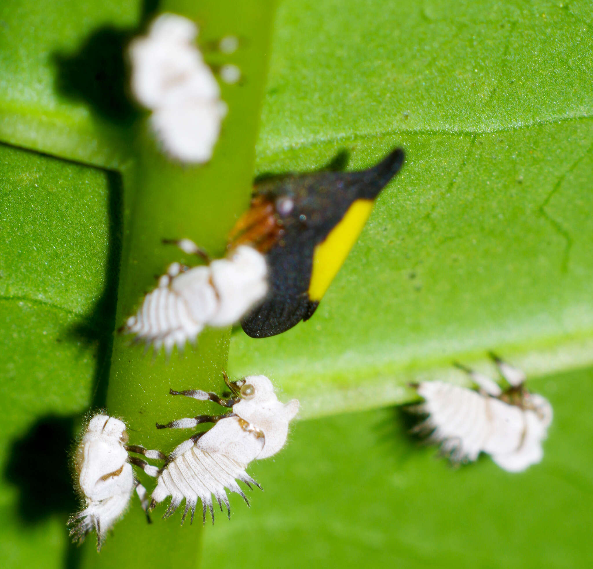 Image of Enchenopa ignidorsum Walker