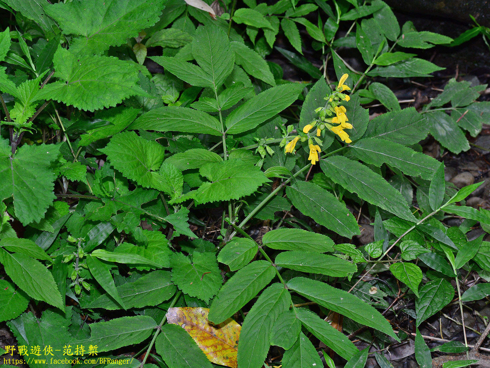 Image of Salvia japonica var. formosana Murata