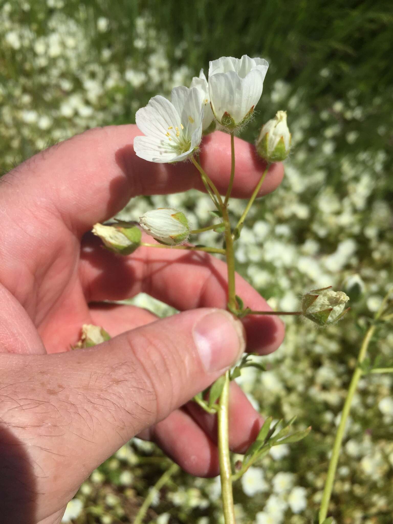 Image of white meadowfoam