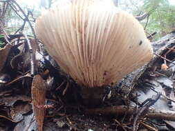 Image de Lactifluus wirrabara (Grgur.) Stubbe 2012