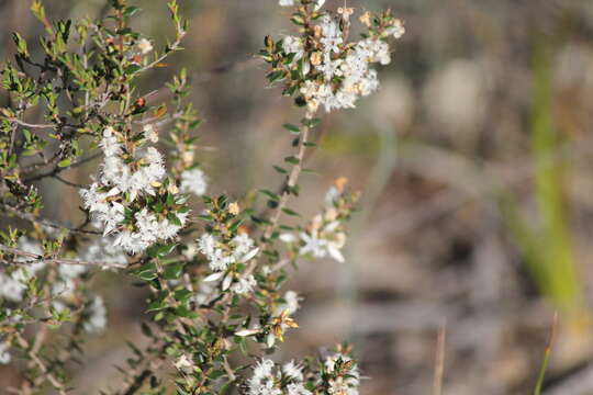 Image of Styphelia exarrhena (F. Muell.) F. Muell.