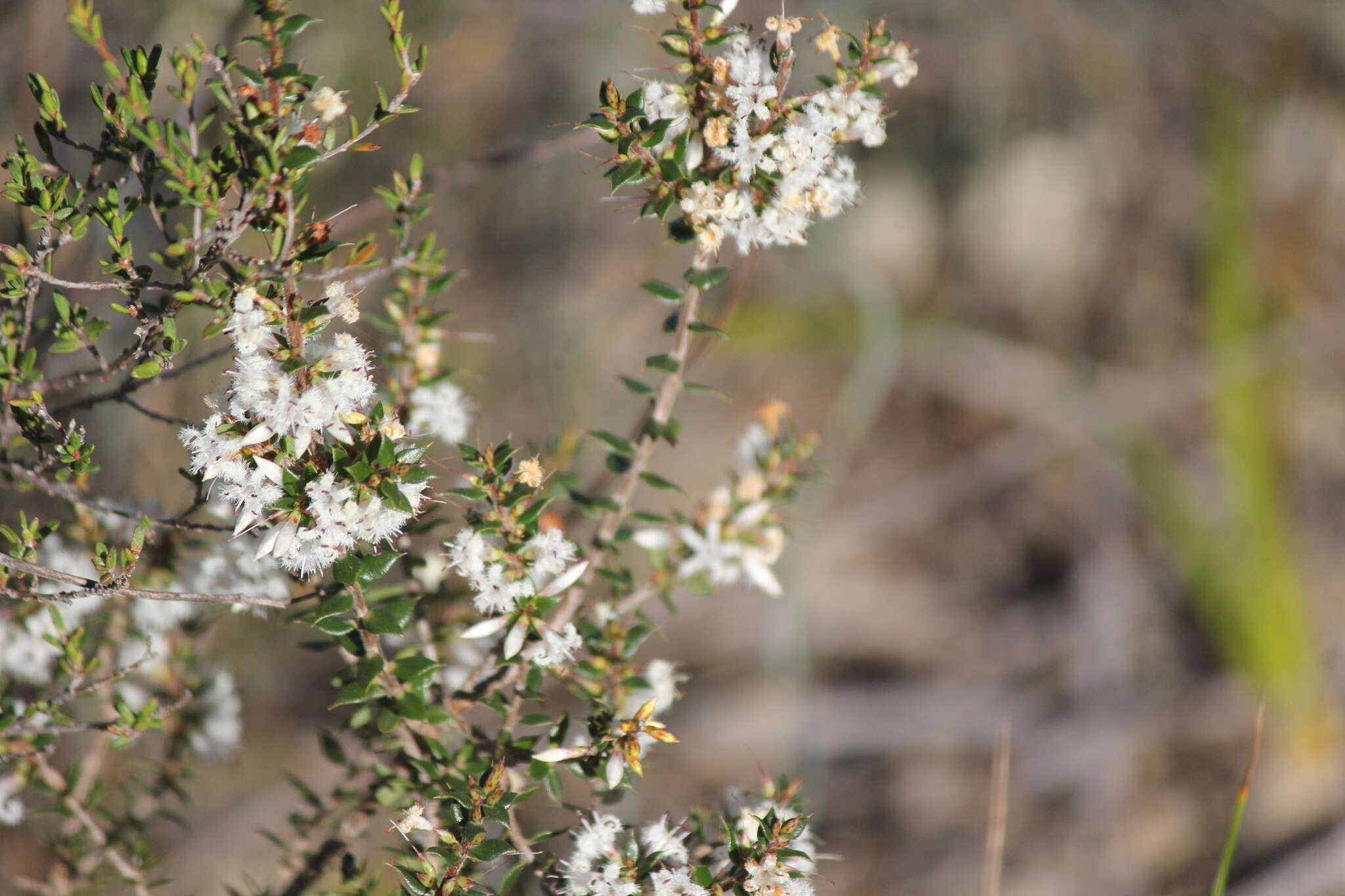 Sivun Styphelia exarrhena (F. Muell.) F. Muell. kuva