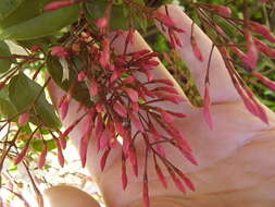 Image of pink jasmine