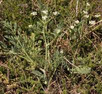 Capnophyllum africanum (L.) Gaertn. resmi