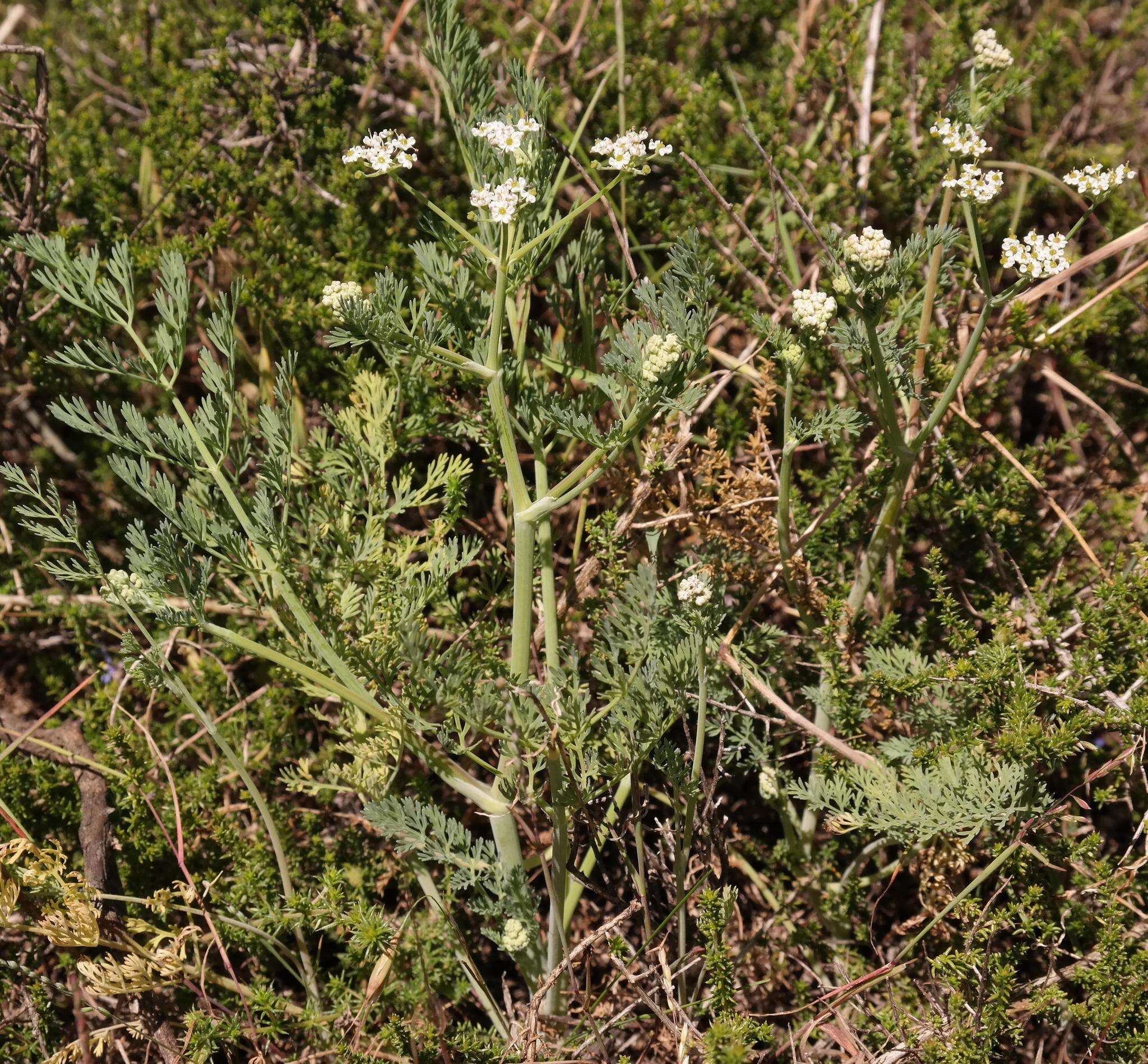 Imagem de Capnophyllum africanum (L.) Gaertn.