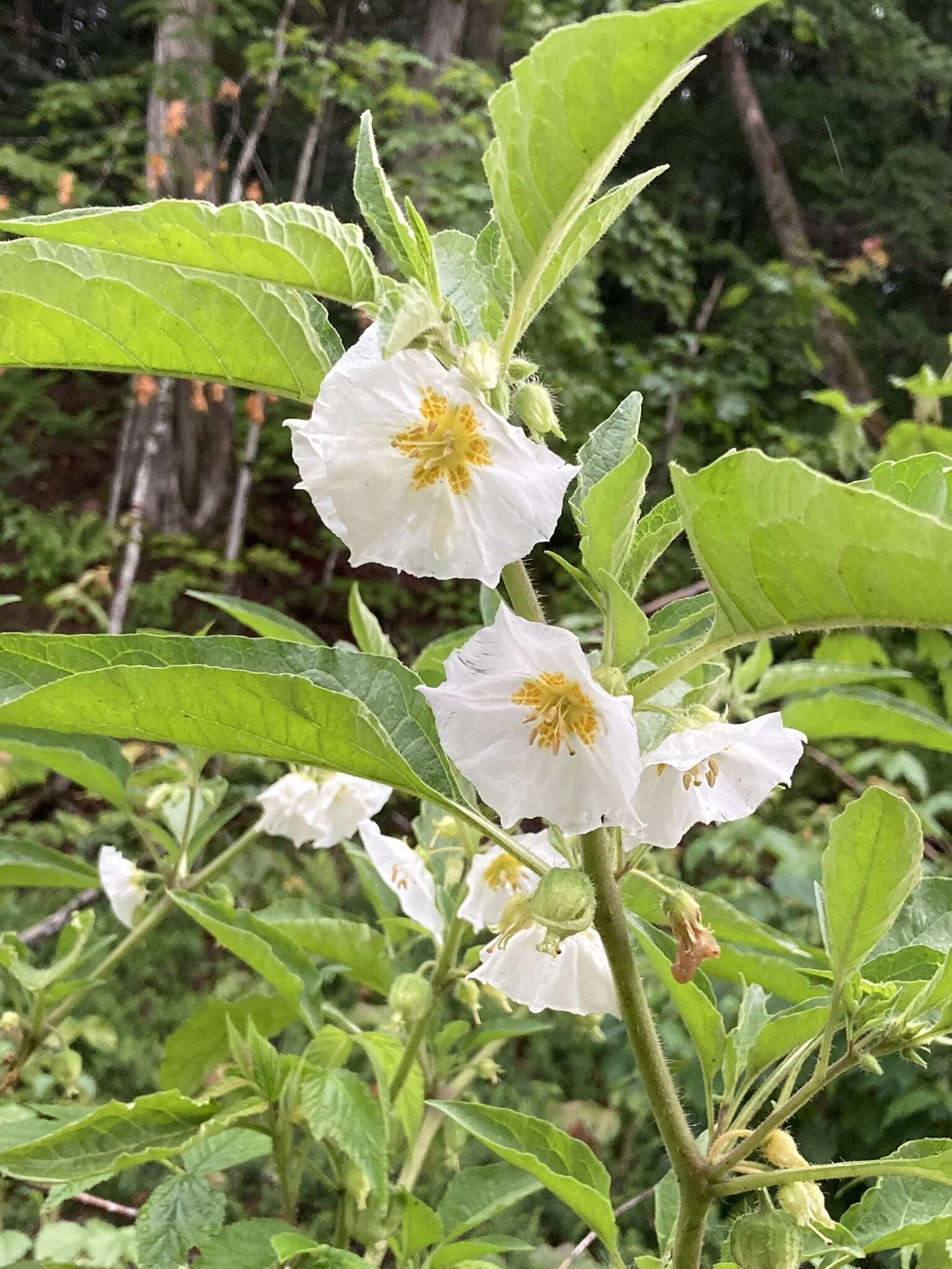 Image of large false groundcherry