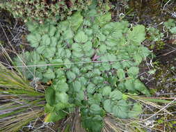 Image of Senecio condimentarius Cabrera