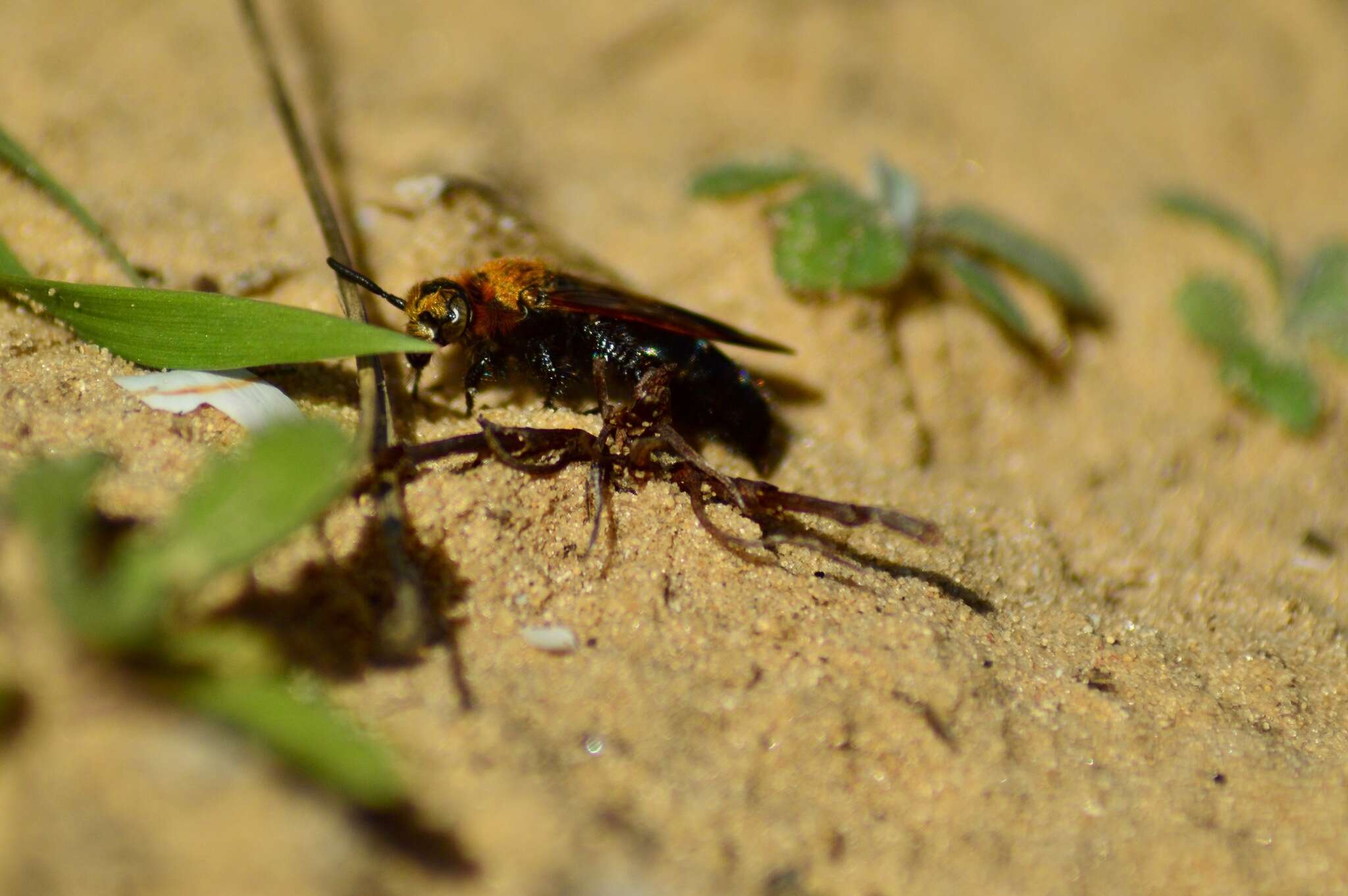 Imagem de Campsomeriella thoracica (Fabricius 1787)